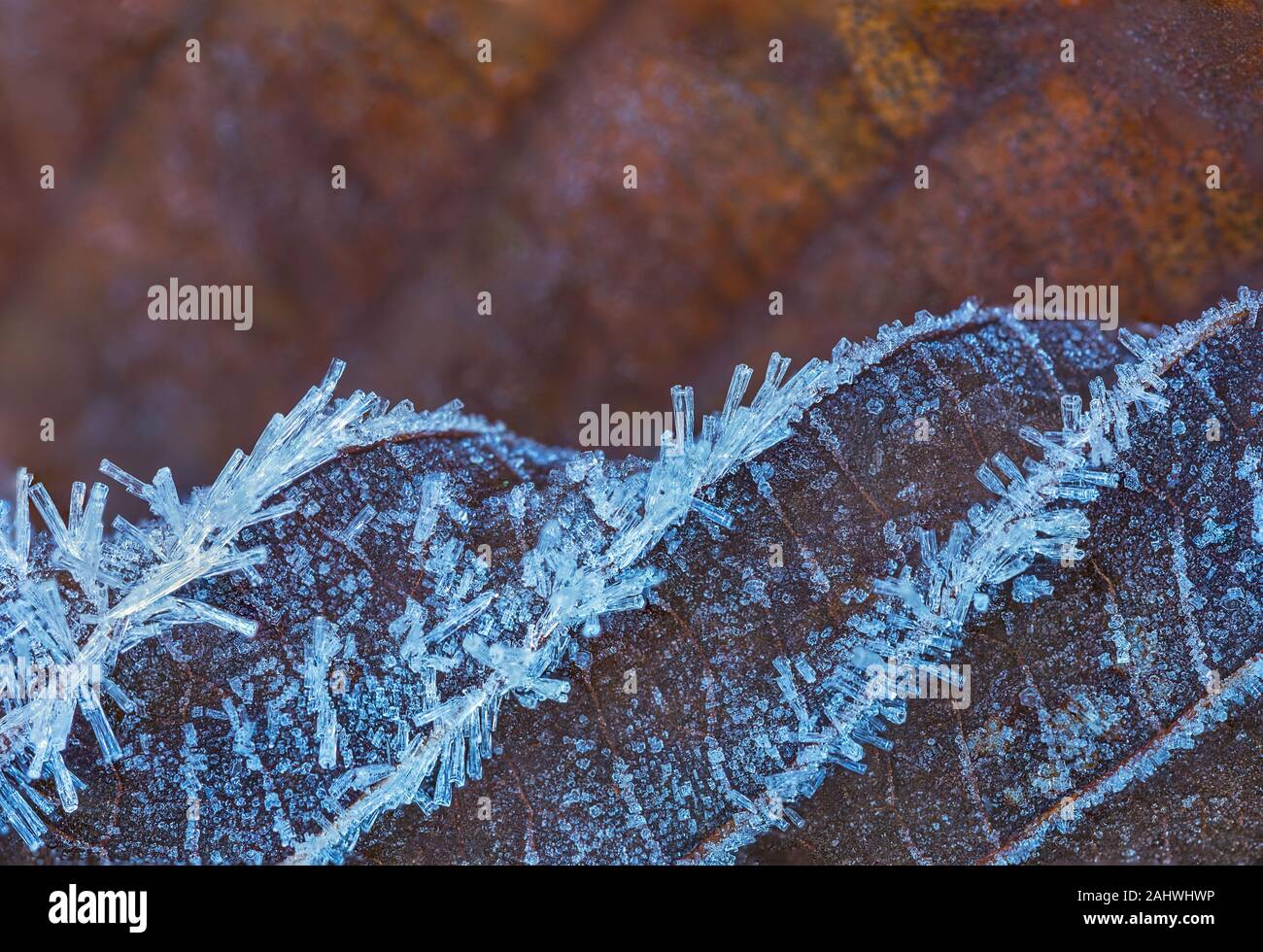 Frozen leaf with ice crystals, winter background Stock Photo - Alamy