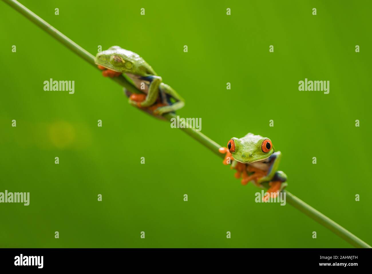Two red eyed tree frogs (Agalychnis callidryas) on a vine in a controlled environment. Laguna del Lagarto, Costa Rica. Stock Photo