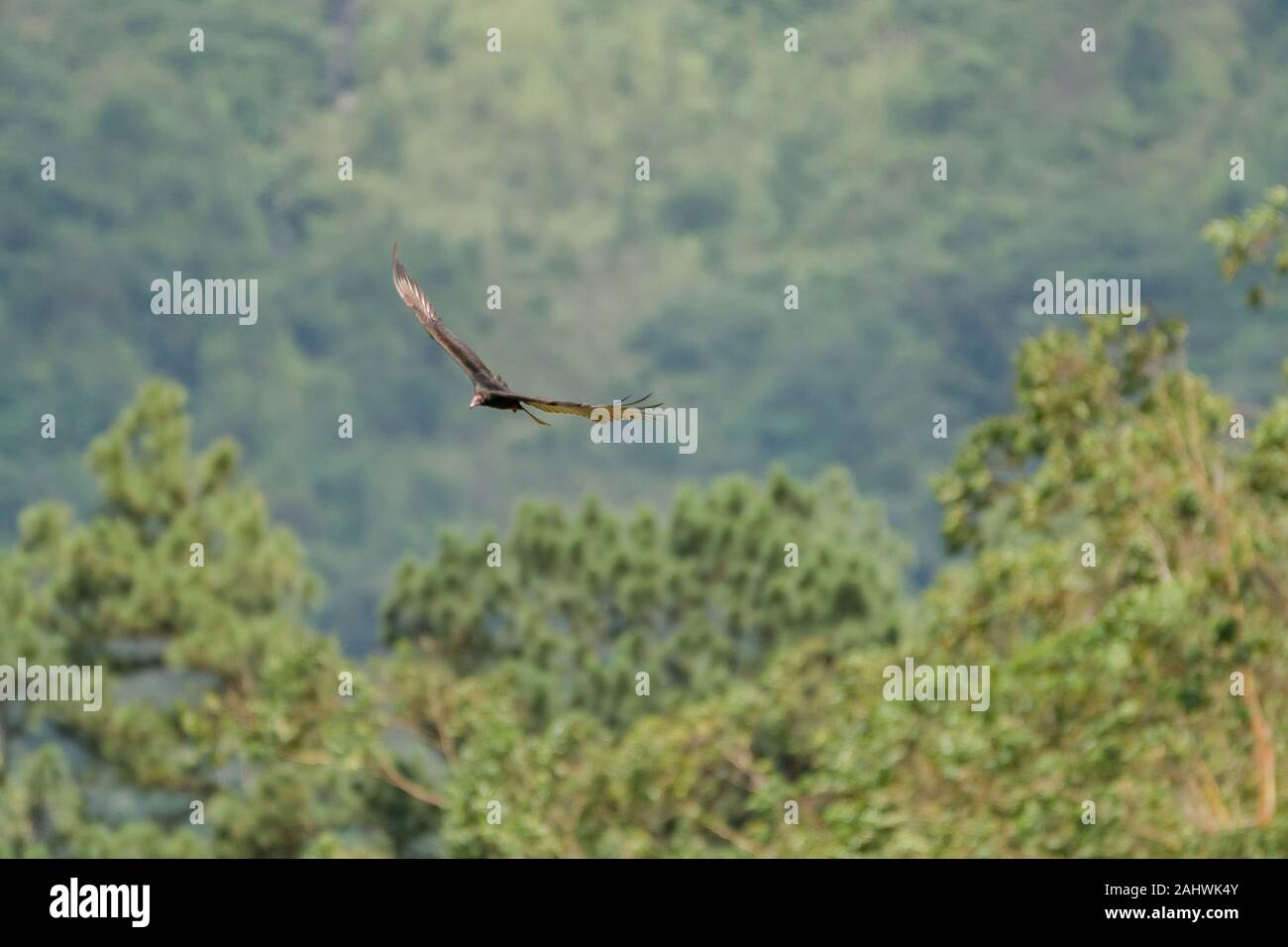 A turkey vulture (Cathartes aura) soars above the rainforest. Arenal National Park, Costa Rica. Stock Photo