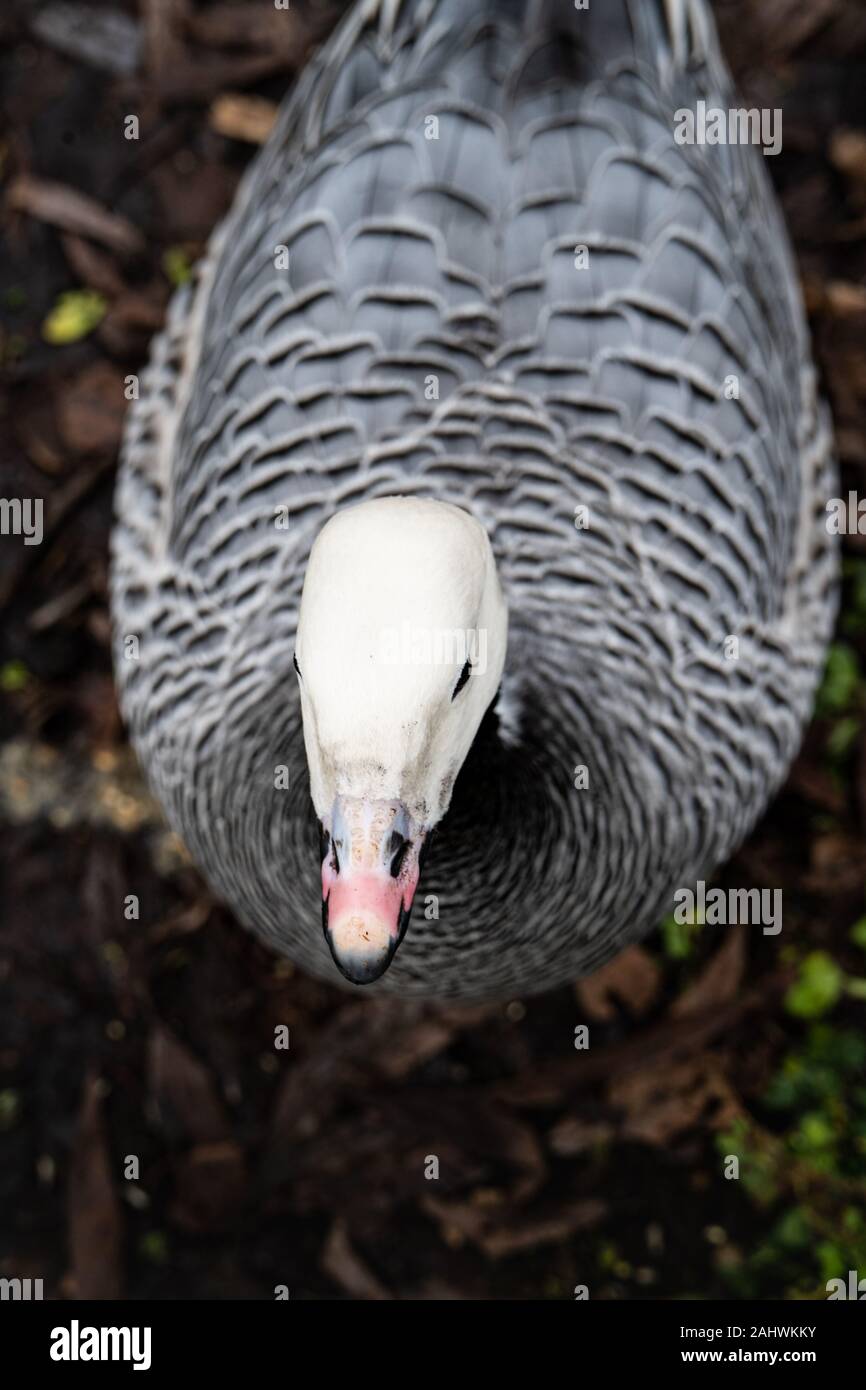 Emperor goose (Anser canagicus) viewed from above. A native of west