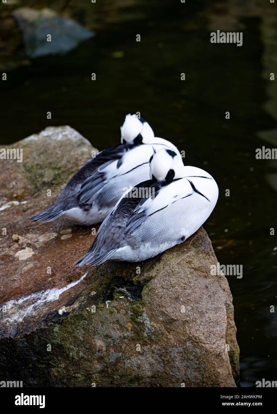Two male Smew (Mergus albellus) black and white ducks, resting side-by-side on a rock with the same pose Stock Photo