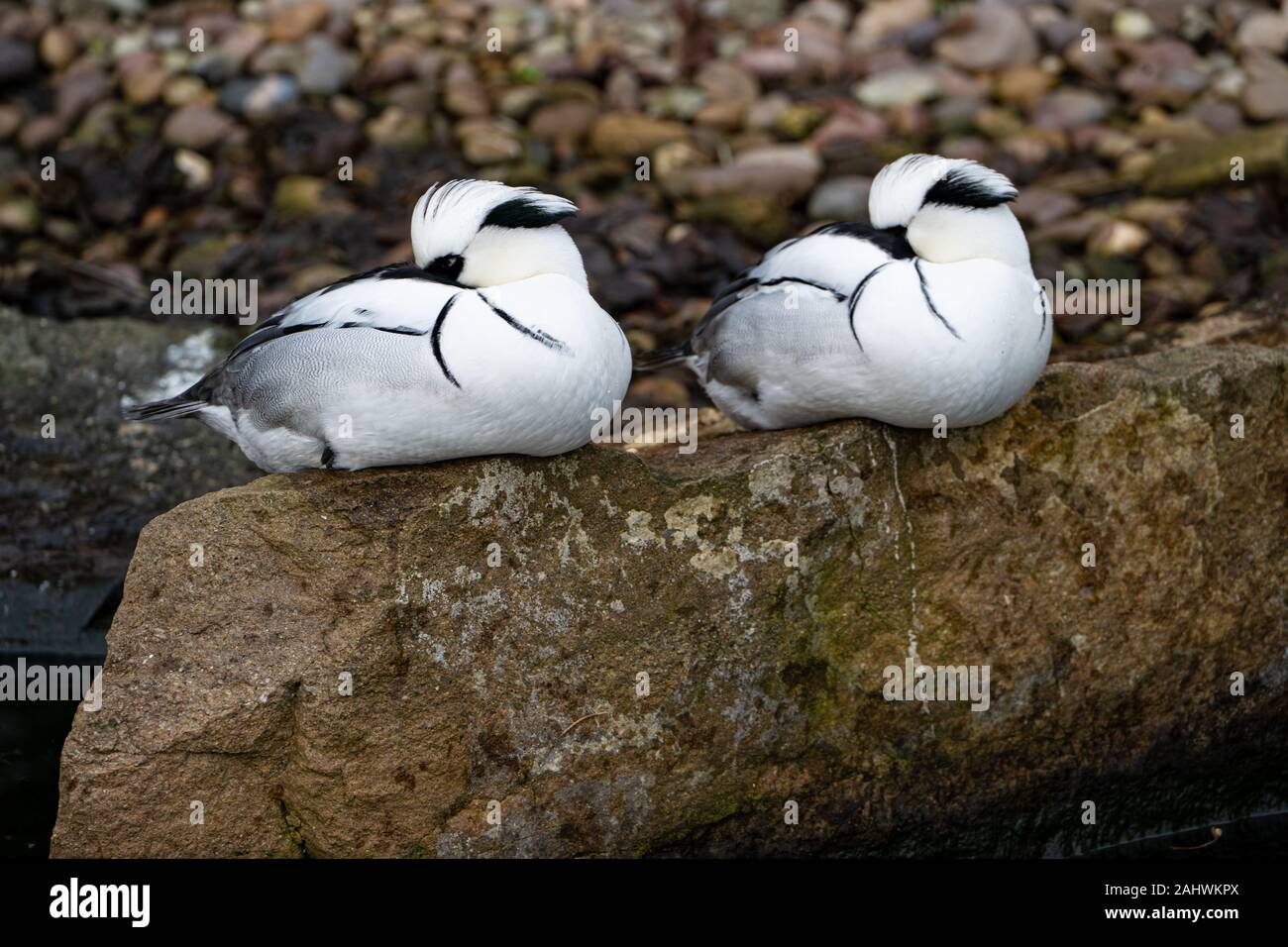 Two male Smew (Mergus albellus) black and white ducks, resting side-by-side on a rock with the same pose Stock Photo