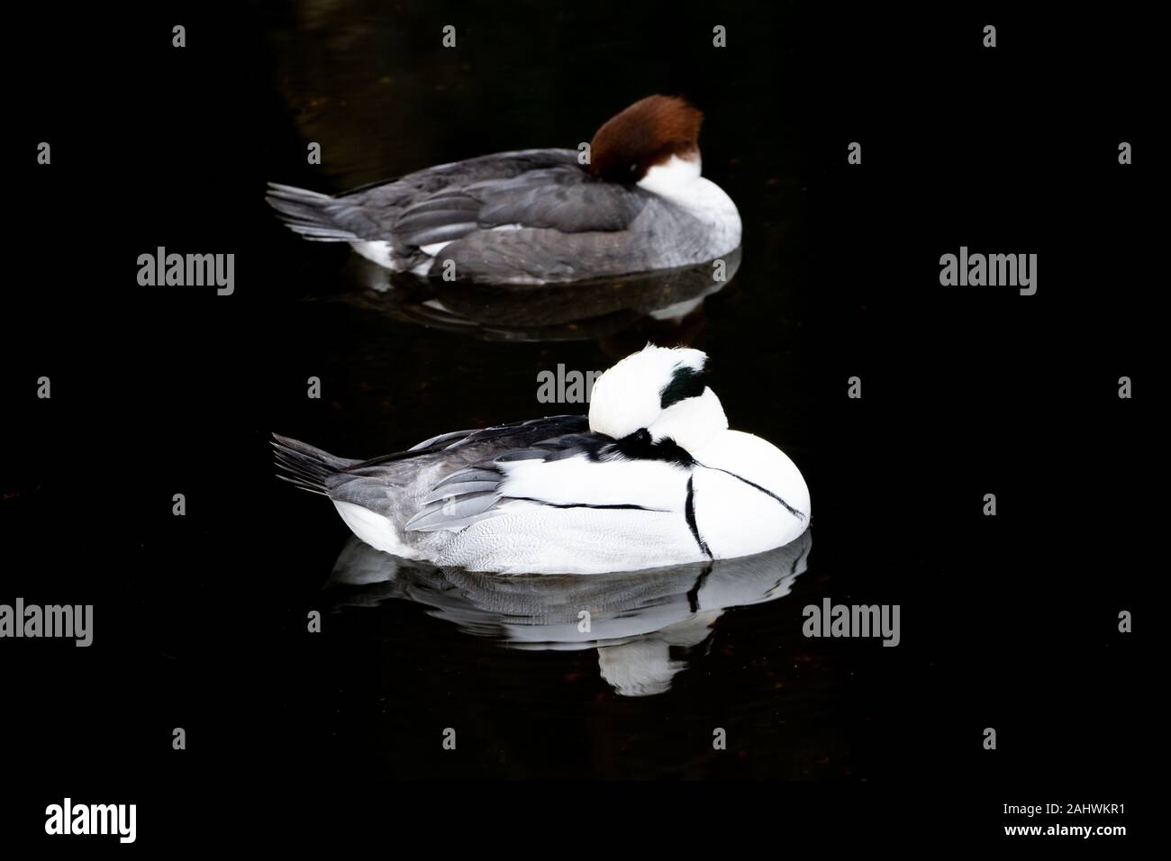 Pair of Smew (Mergus albellus) black and white ducks, male and female resting together on water with the same pose Stock Photo