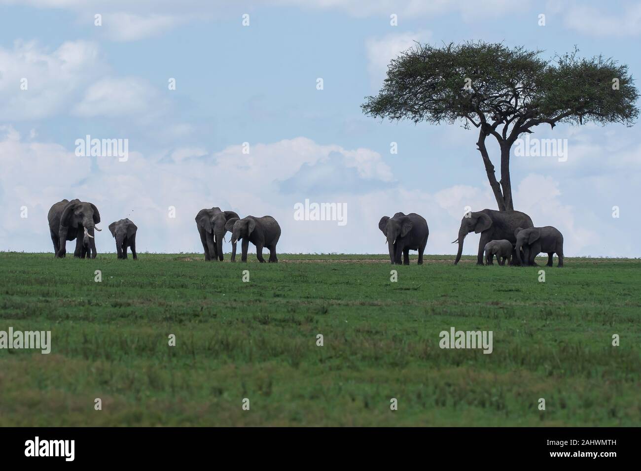 An elephant family grazing in the grasslands of africa inside Masai Mara National Reserve during a. wildlife safari Stock Photo