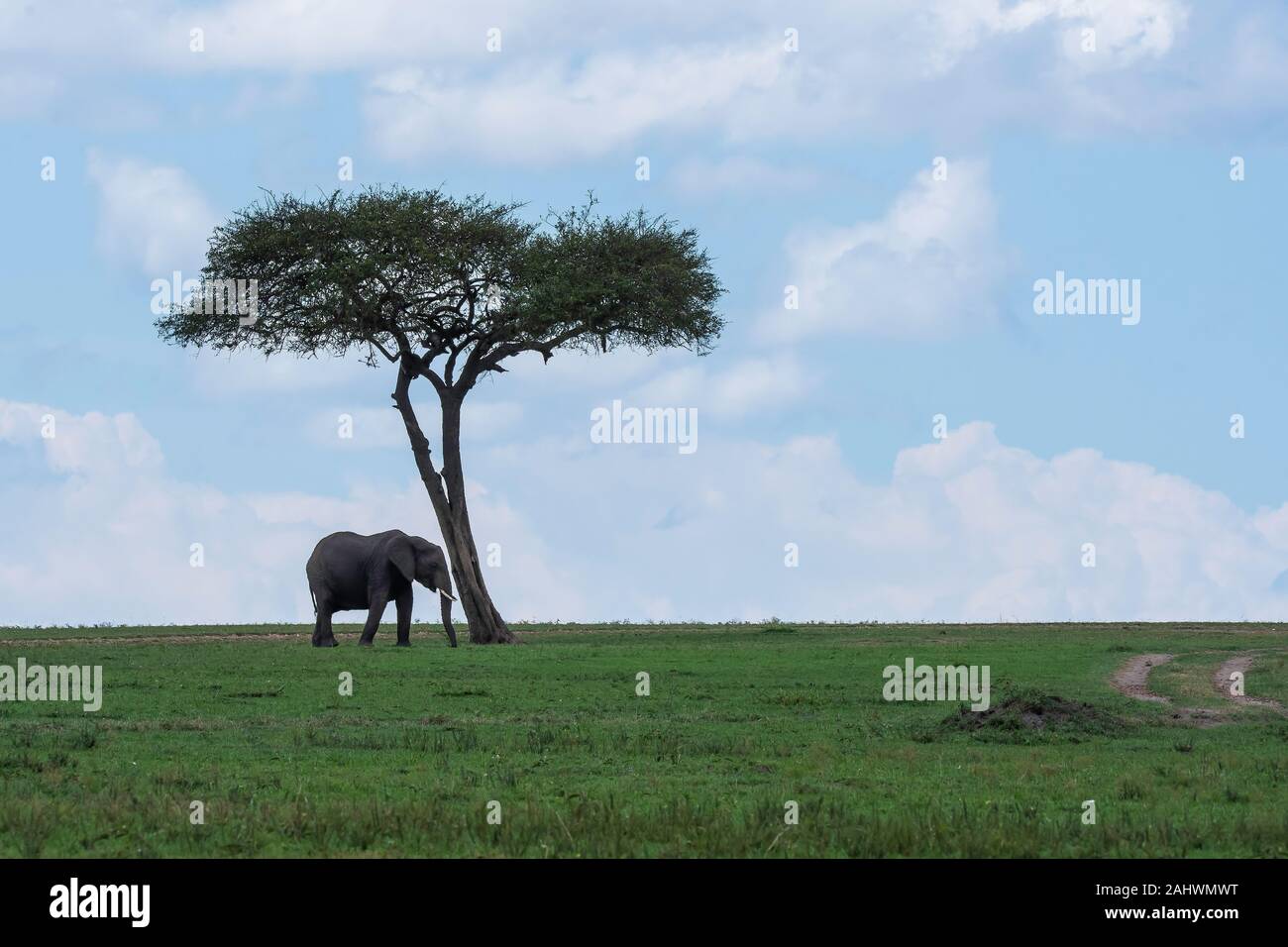 An elephant family grazing in the grasslands of africa inside Masai Mara National Reserve during a. wildlife safari Stock Photo