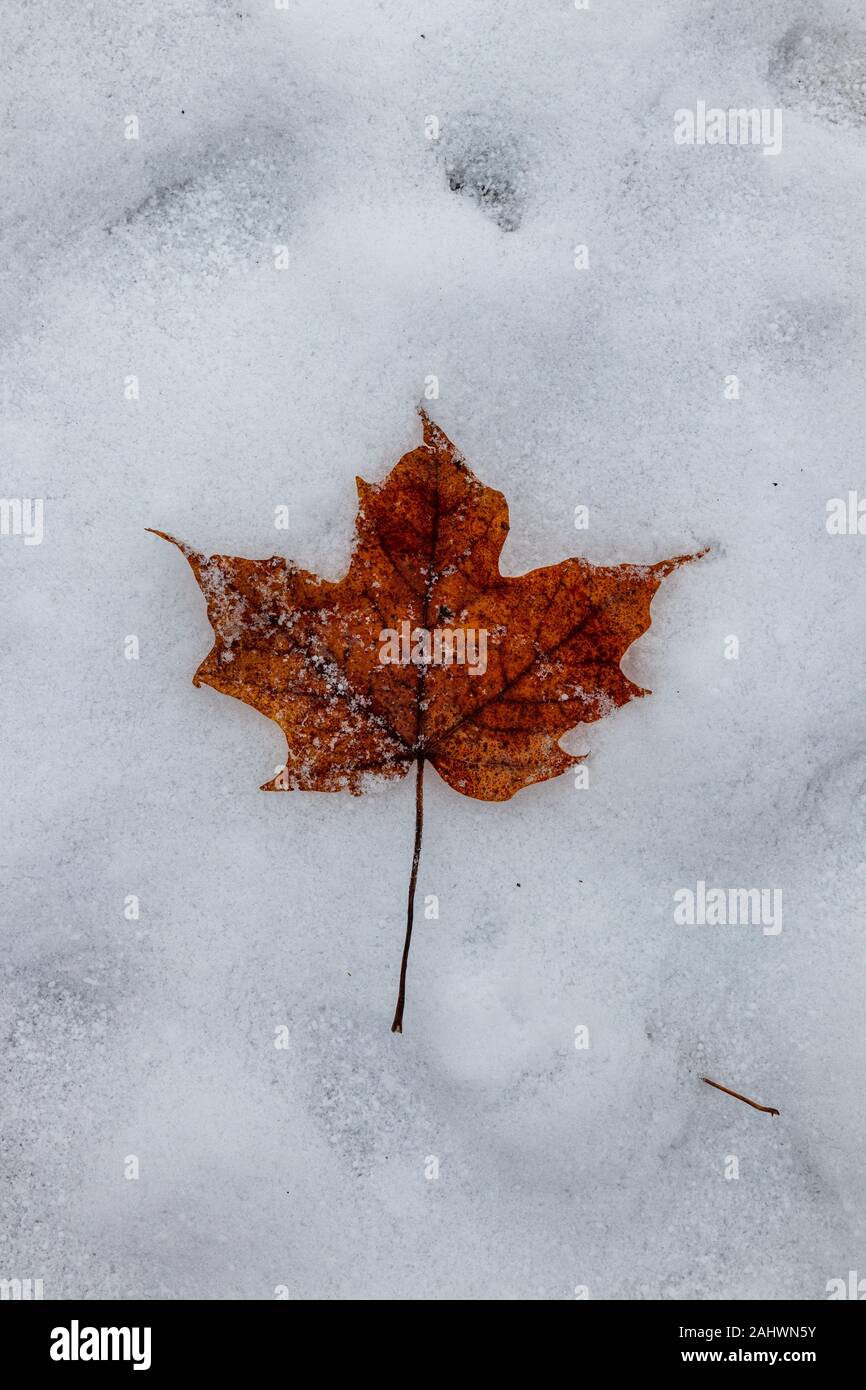 Dark brown maple leaf on snow Stock Photo