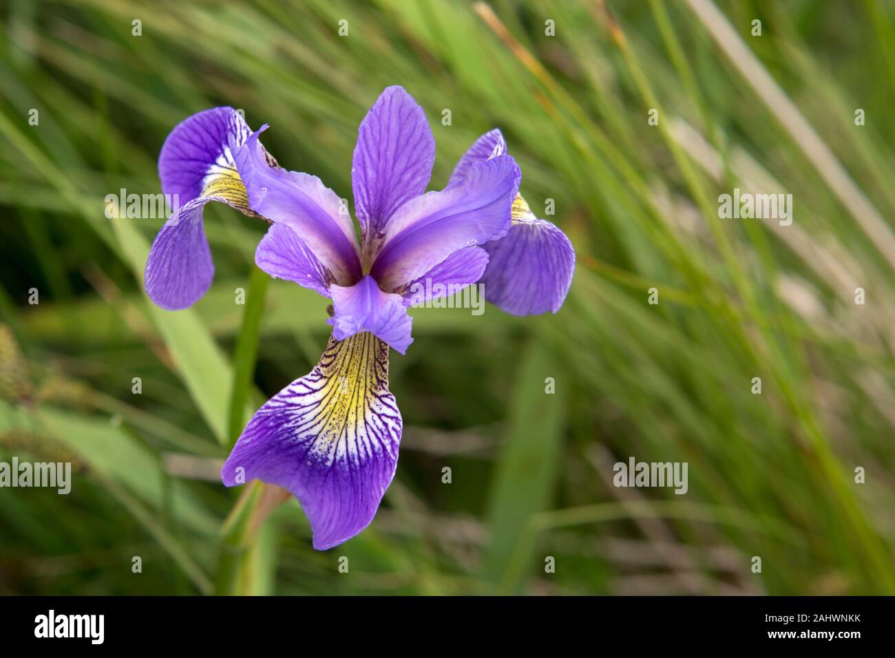 Blue Flag Iris (Iris versicolor) flowering in Newfoundland and Labrador,  Canada. The flower is native to eastern North America Stock Photo - Alamy