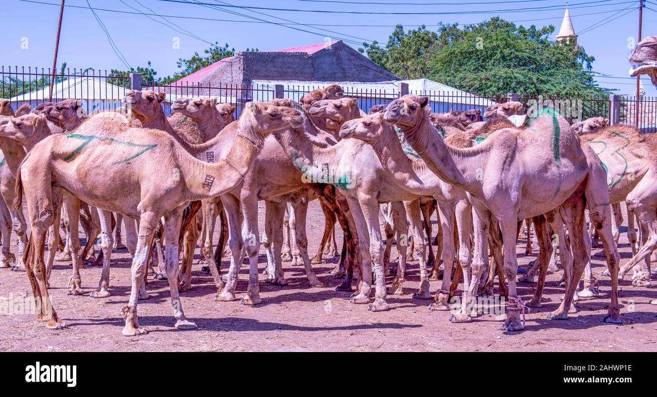 Camels on sale in Hargeisa, Somaliland Stock Photo