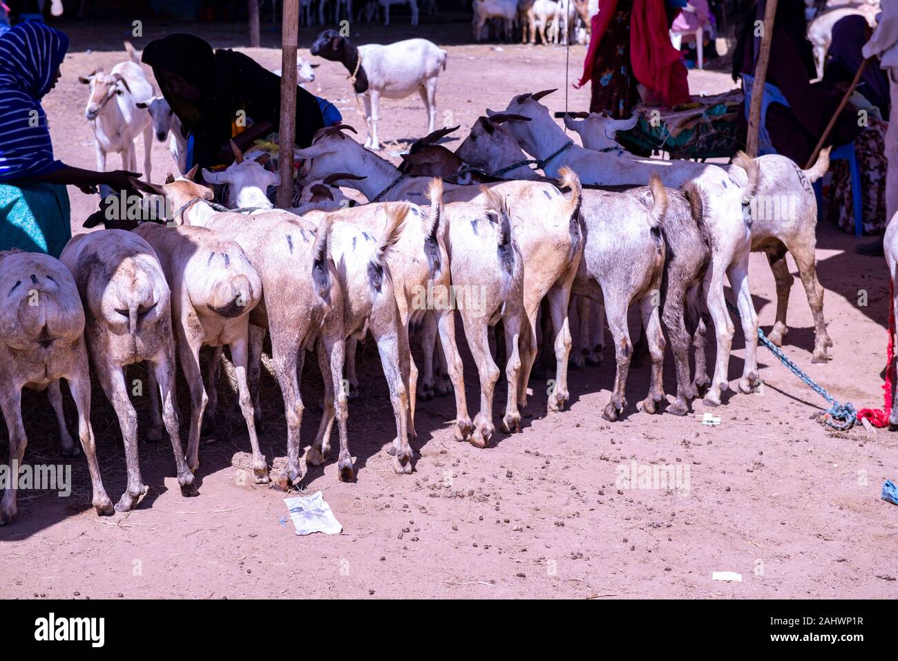 Goats on sale in the Hargeisa livestock market Stock Photo