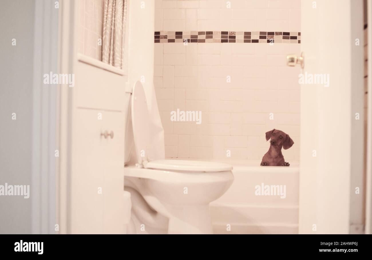 smooth-haired dachshund peeking out of bathtub in white tile bathroom Stock Photo