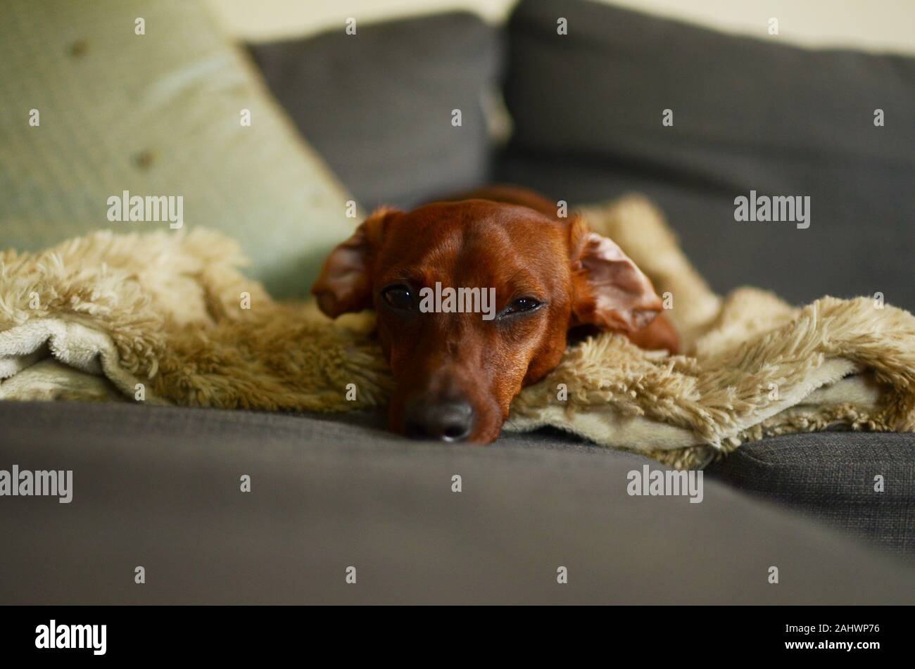 red smooth-haired dachshund sitting lazily on couch with eyes half shut Stock Photo