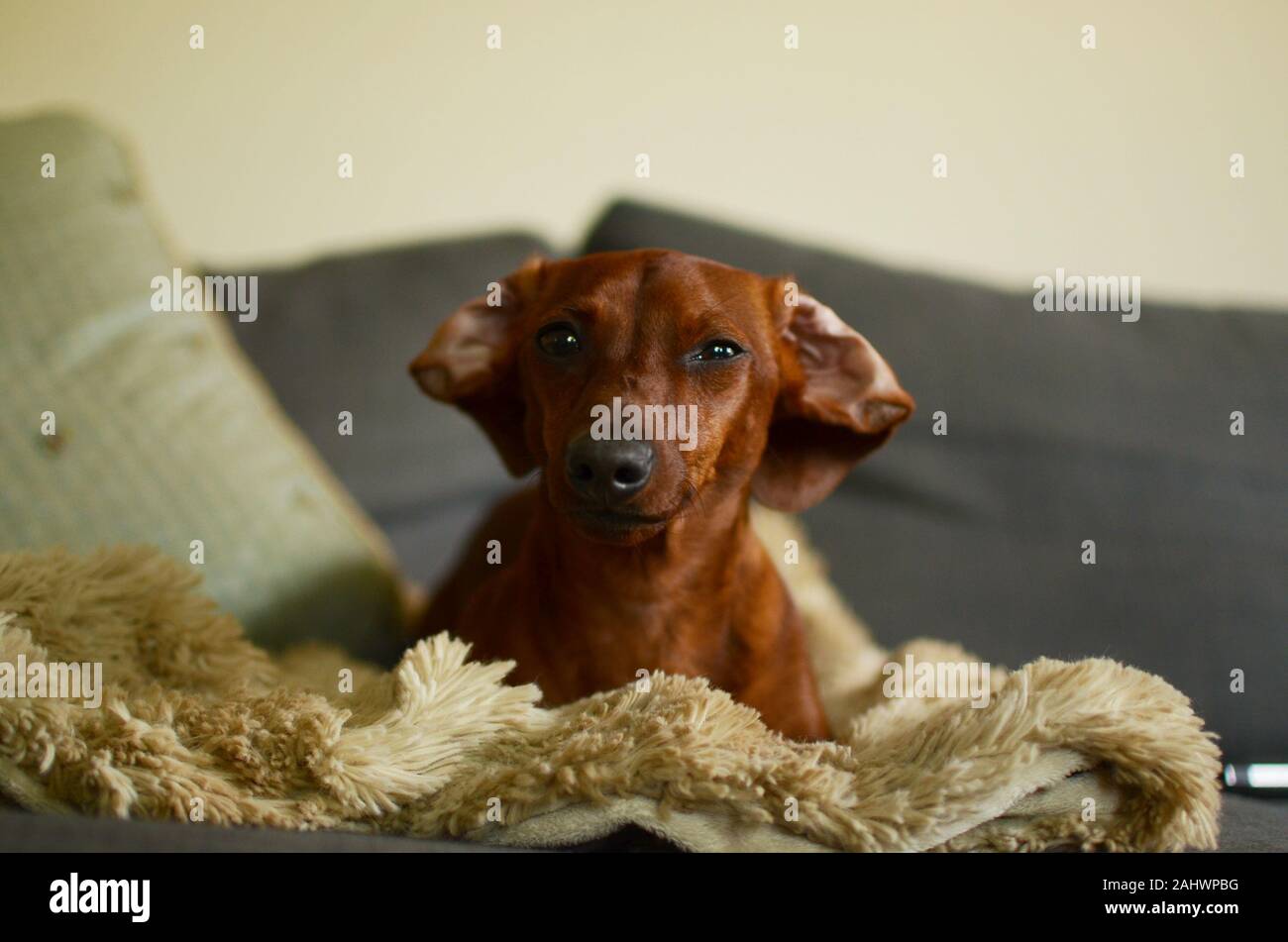 red smooth-haired dachshund sitting lazily on couch Stock Photo