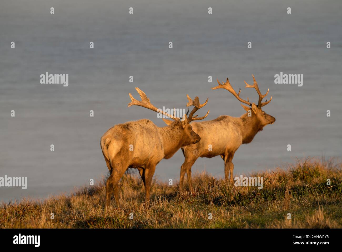 Tule Elk at Point Reyes National Seashore Stock Photo