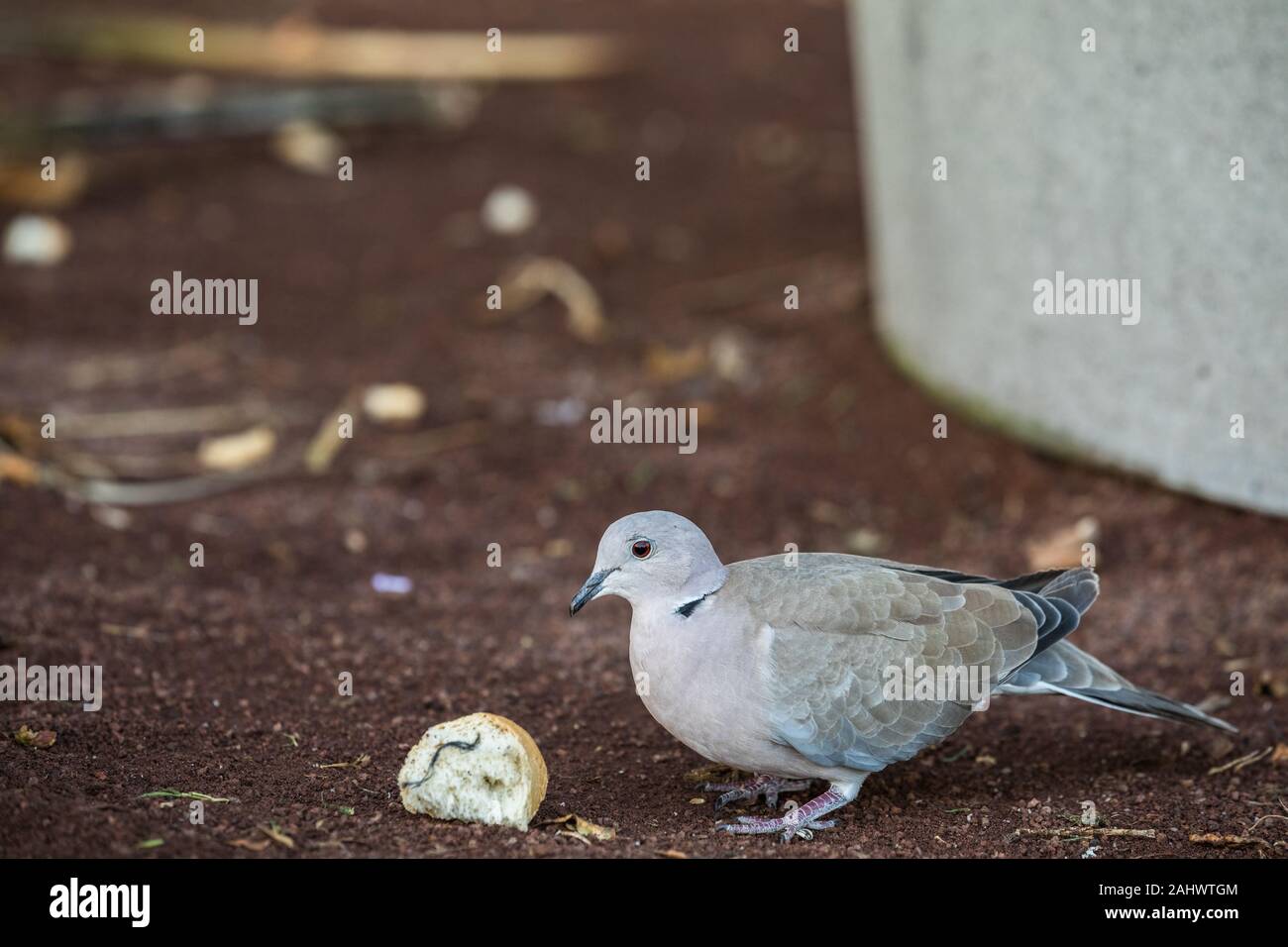 Eurasian Collared Dove, Streptopelia decaocto, eating bread leftovers