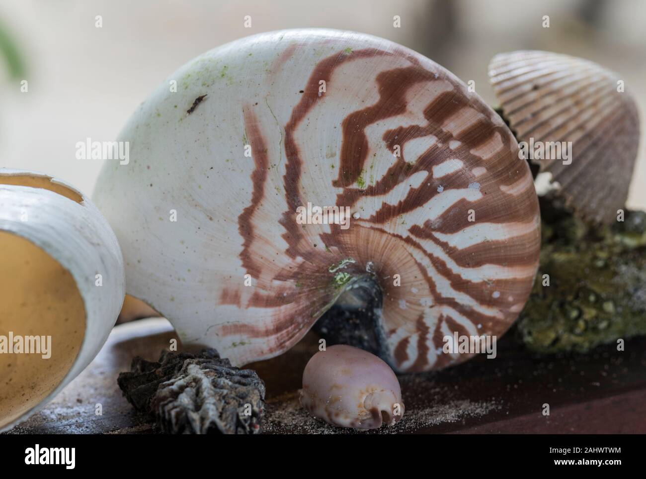 Chambered Nautilus (Nautilus pompilius) shell Stock Photo