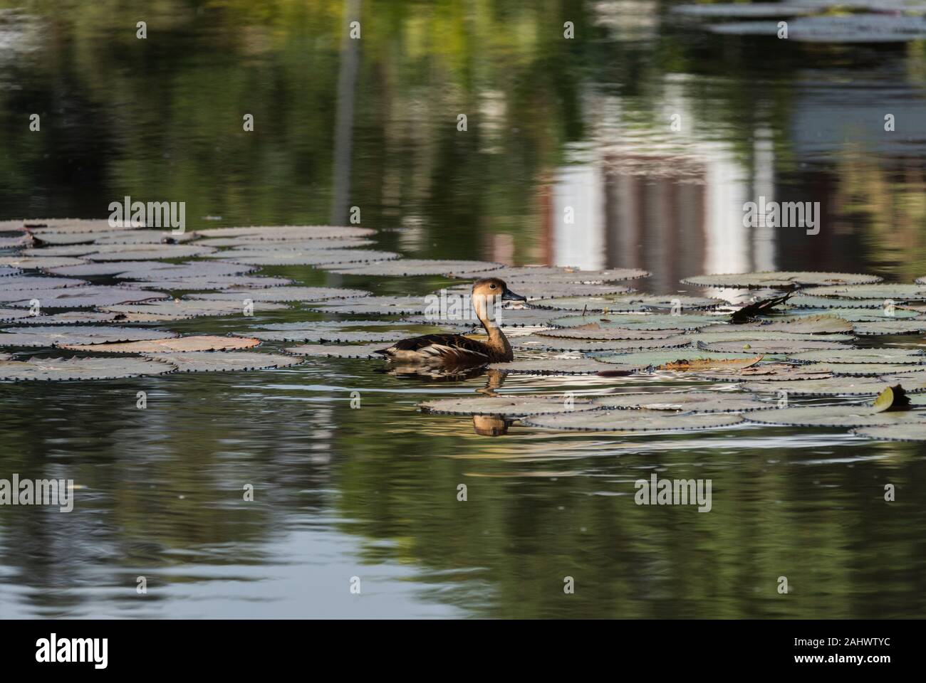 Wandering Whistling Duck (Dendrocygna arcusta) on a lily pond Stock Photo