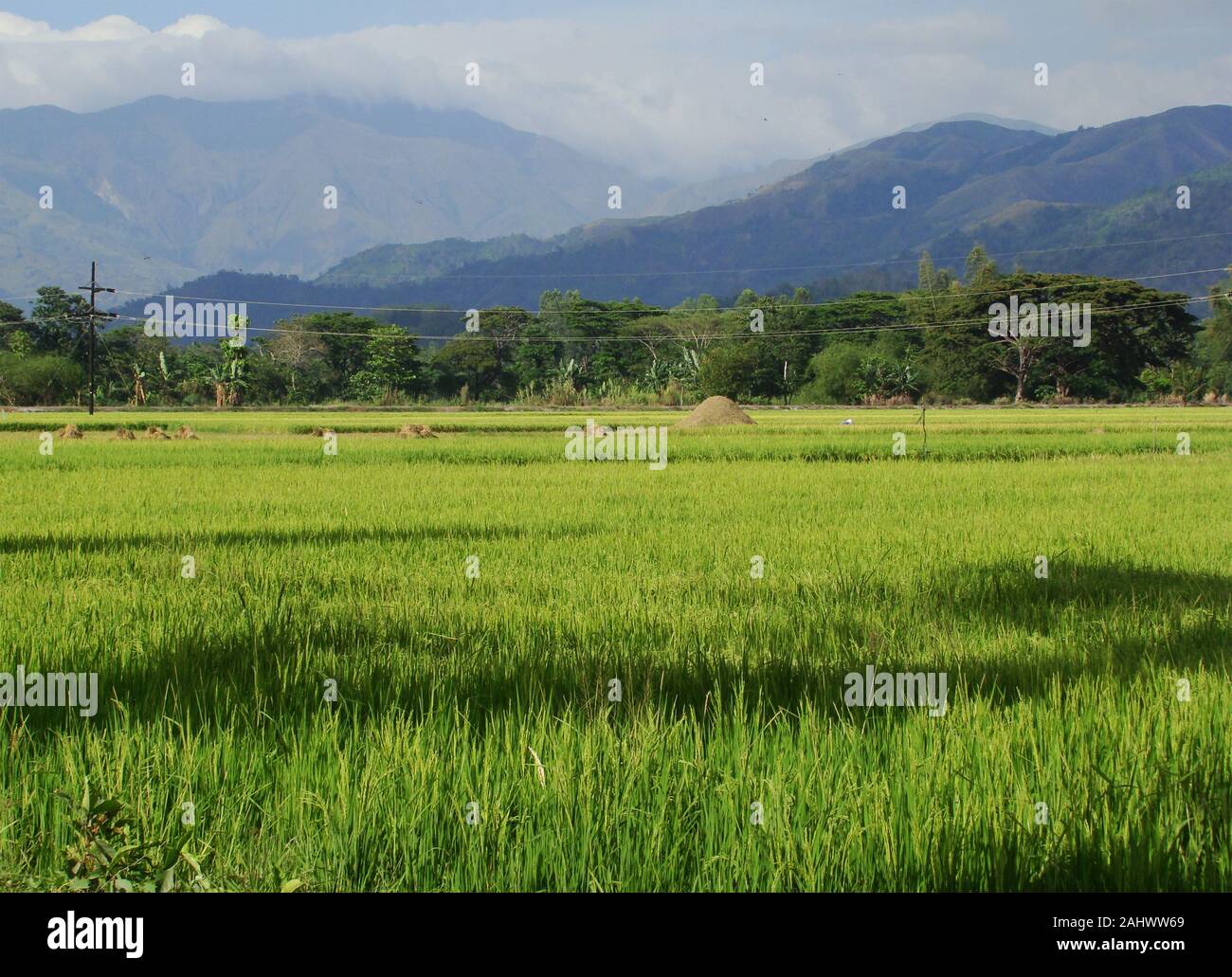 Rice fields in the fertile plains of Mindoro island, The Philippines Stock Photo