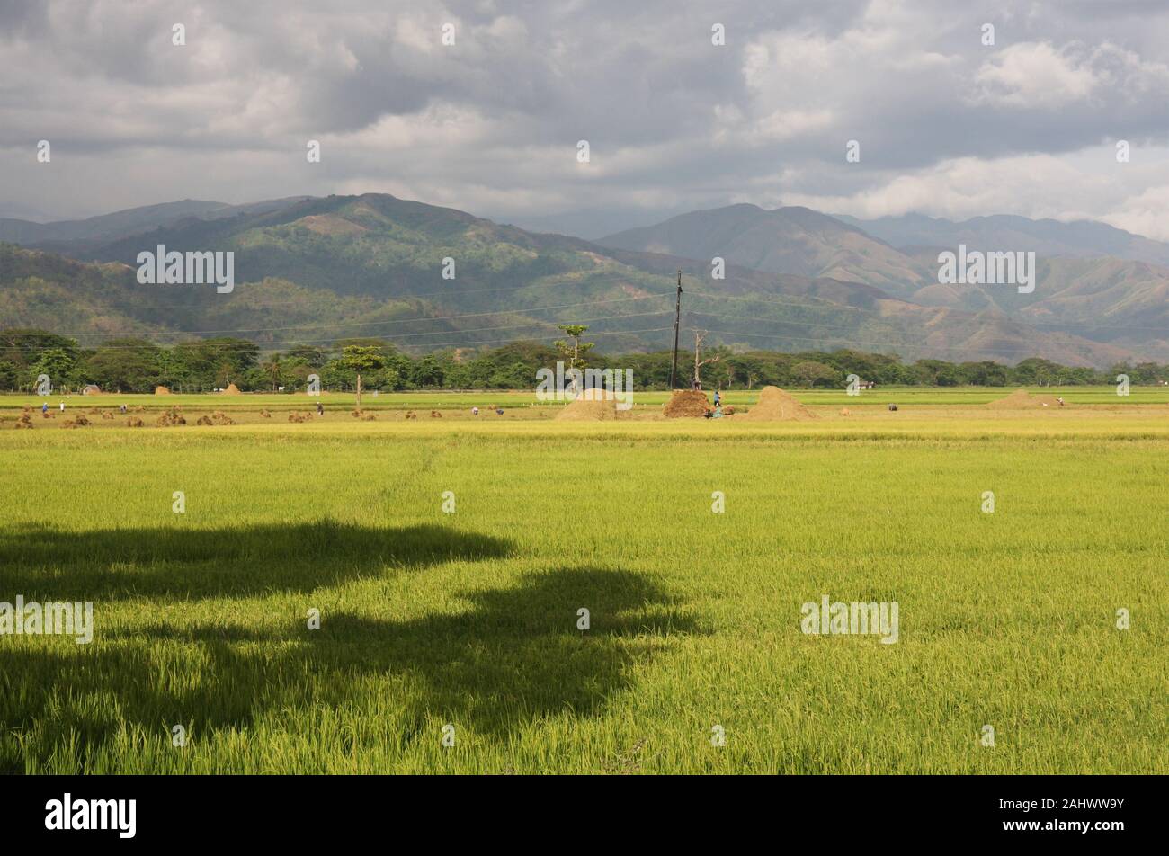 Rice fields in the fertile plains of Mindoro island, The Philippines