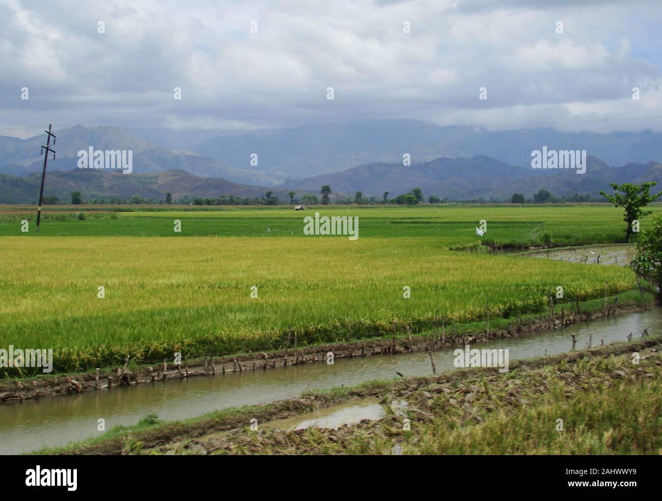 Rice fields in the fertile plains of Mindoro island, The Philippines ...