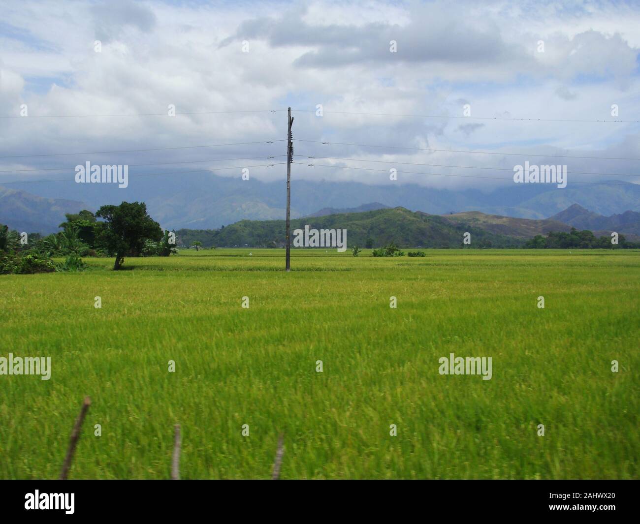 Rice fields in the fertile plains of Mindoro island, The Philippines
