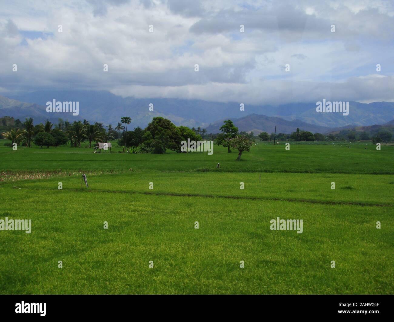 Rice fields in the fertile plains of Mindoro island, The Philippines