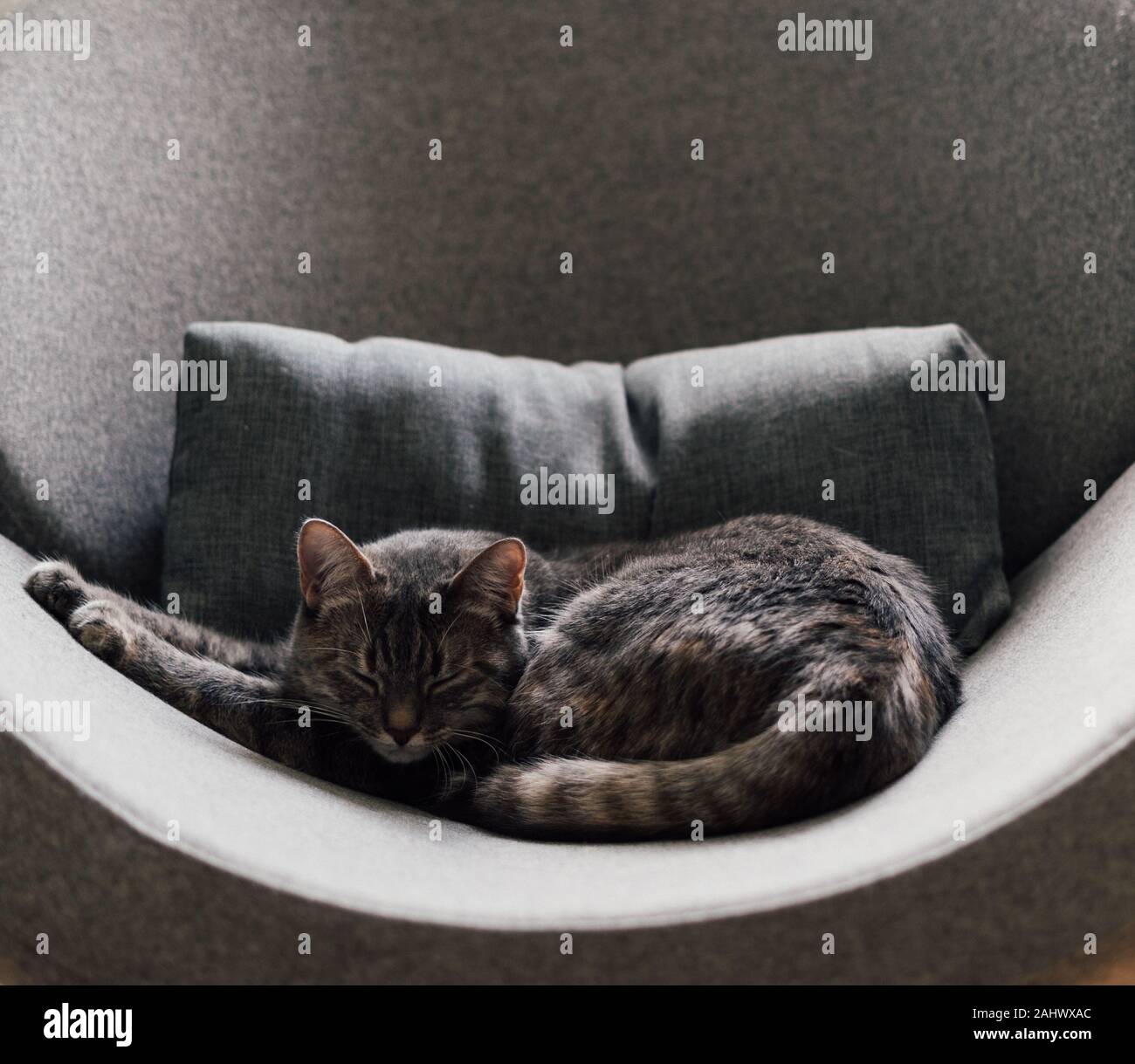 Sleeping grey cat on lounge chair Stock Photo - Alamy