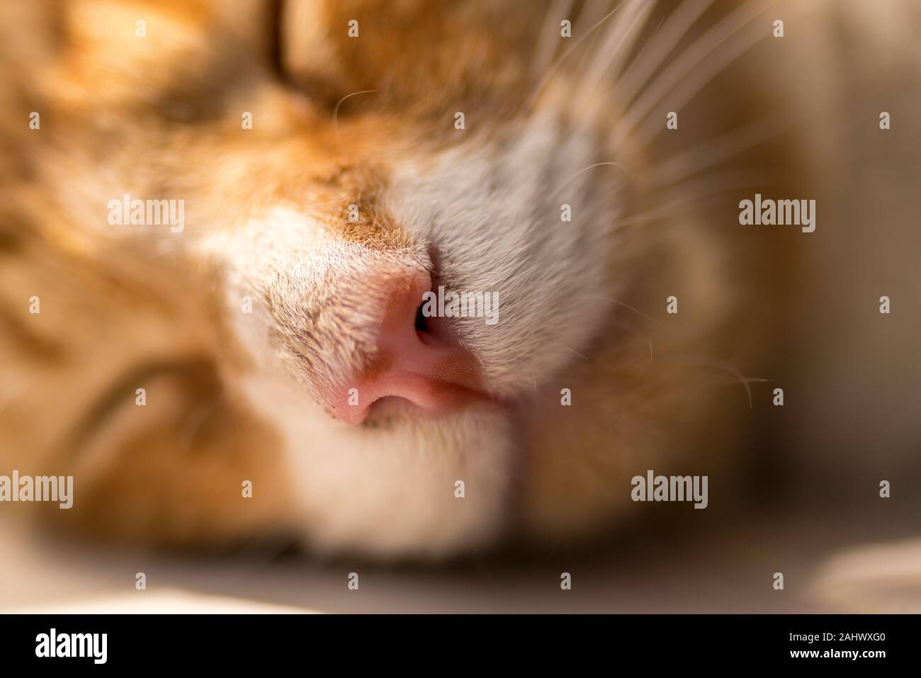 Close up image of a sleeping young orange tabby / ginger cat / kitten. Stock Photo