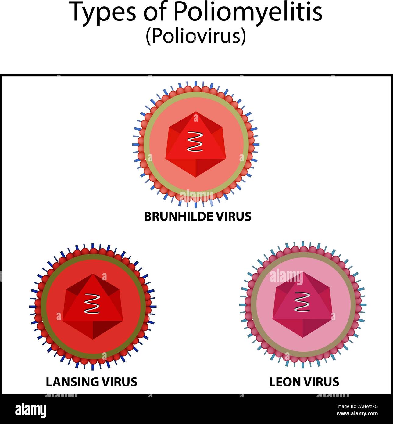 Types of poliovirus. The Brunnhild virus. Virus Lansing. The virus Leon. Infographics. Vector illustration on isolated background Stock Vector