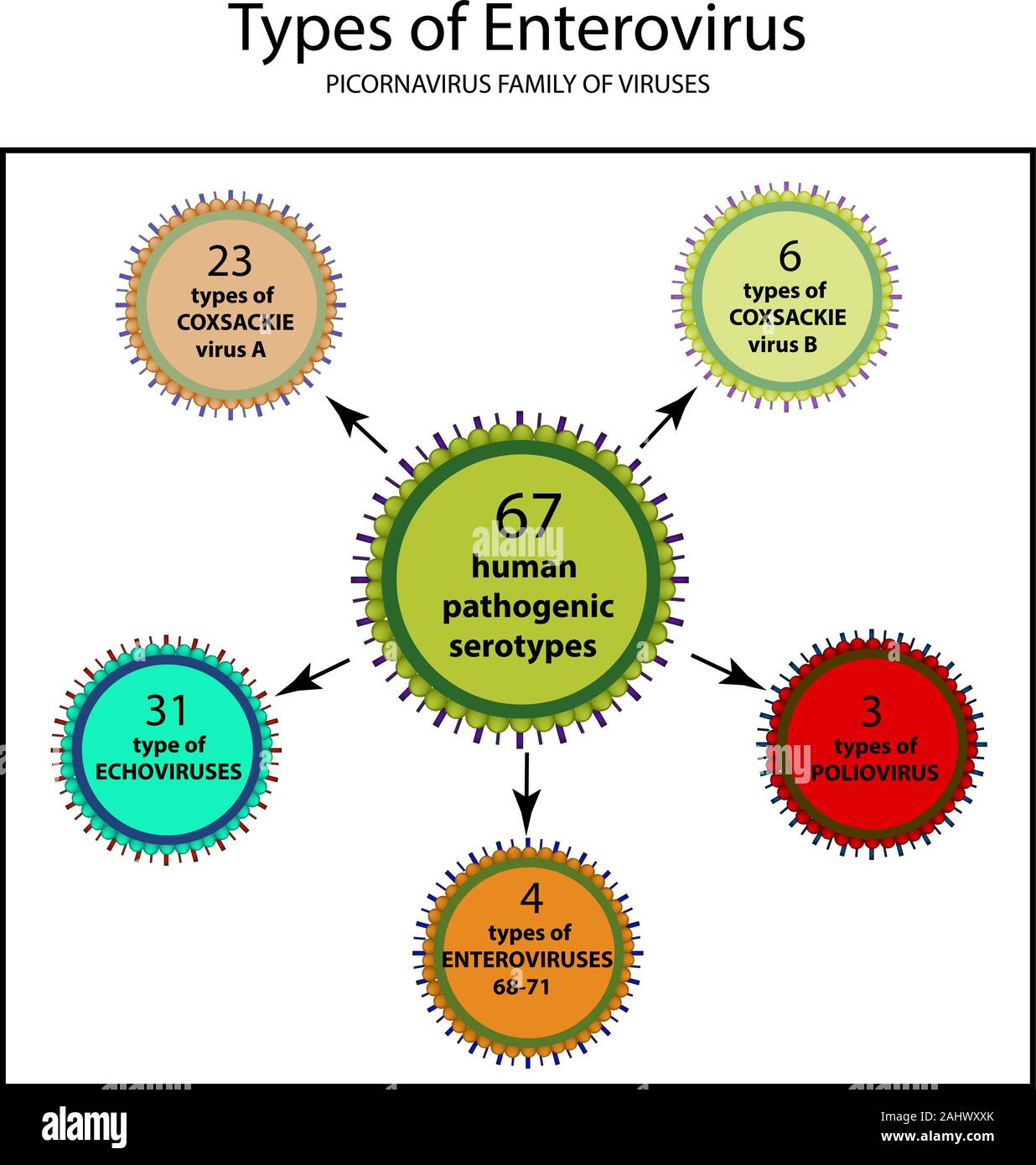 Types of enterovirus. Coxsackie virus A and B, poliomyelitis, echovirus, viruses of the family of picornaviruses, polio virus. Infographics. Vector Stock Vector