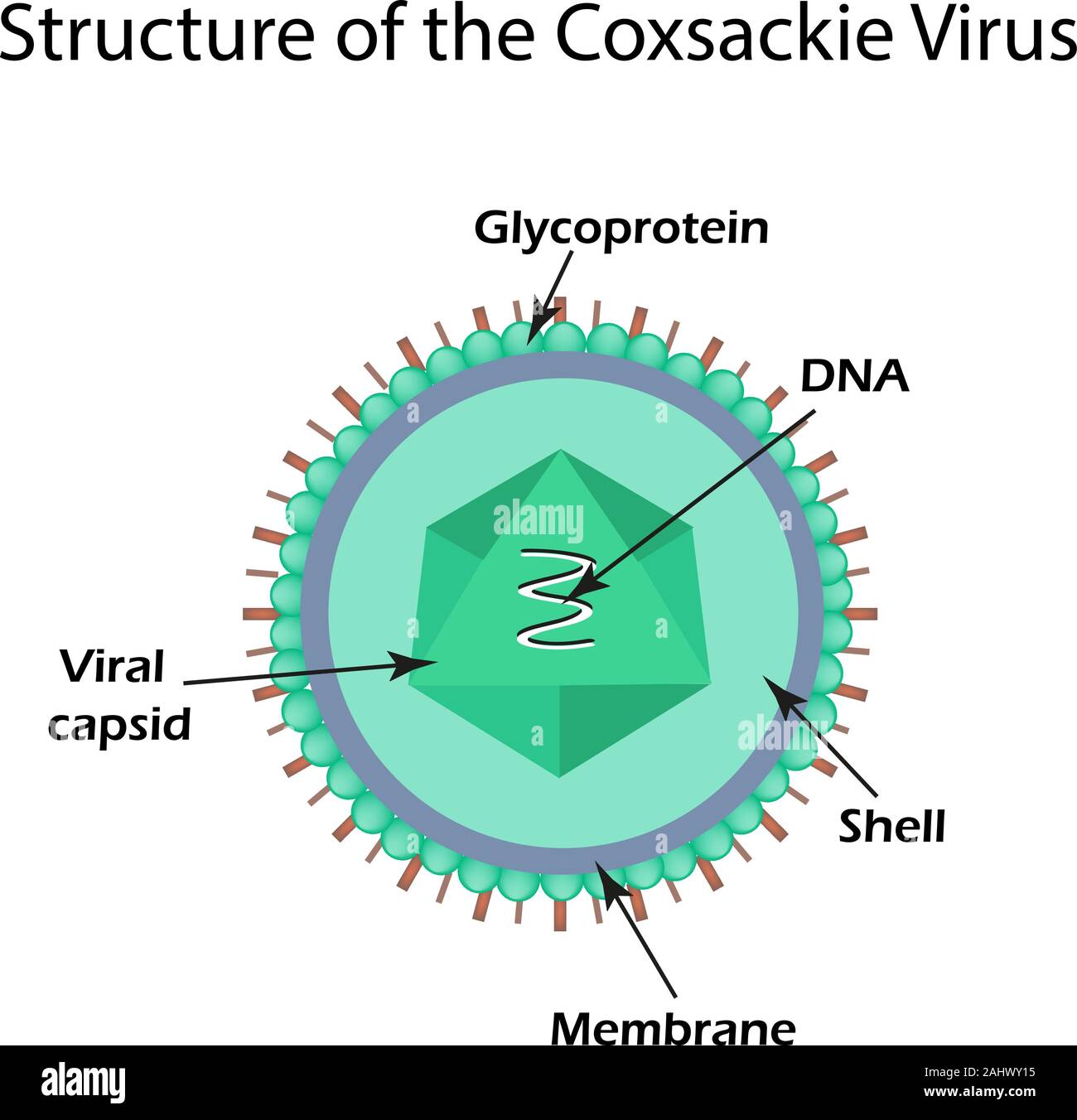 The structure of the Coxsackie virus. Enterovirus. Infographics. Vector illustration on isolated background Stock Vector