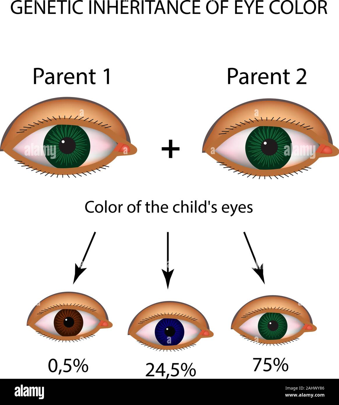 Eye Color Chart Brown Green Blue Gray Stock Vector - Illustration