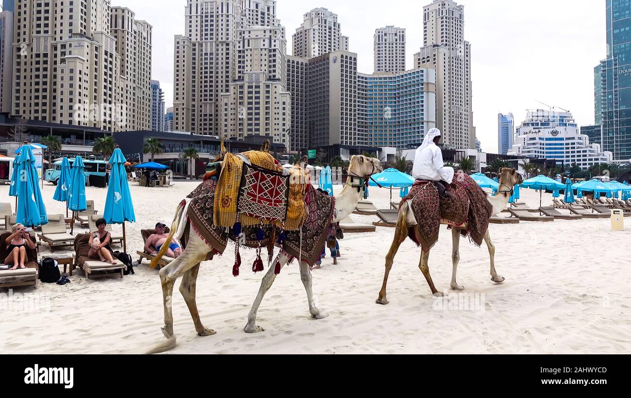 Arabian camel on beach in Dubai, United Arab Emirates. Stock Photo