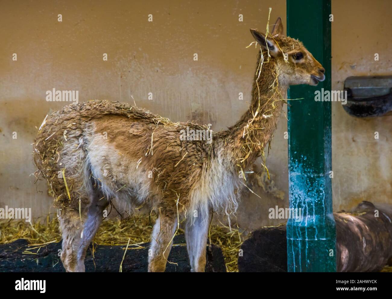 funny vicuna covered in hay, mountain animal from the Andes of Peru, Specie related to the camel and alpaca Stock Photo
