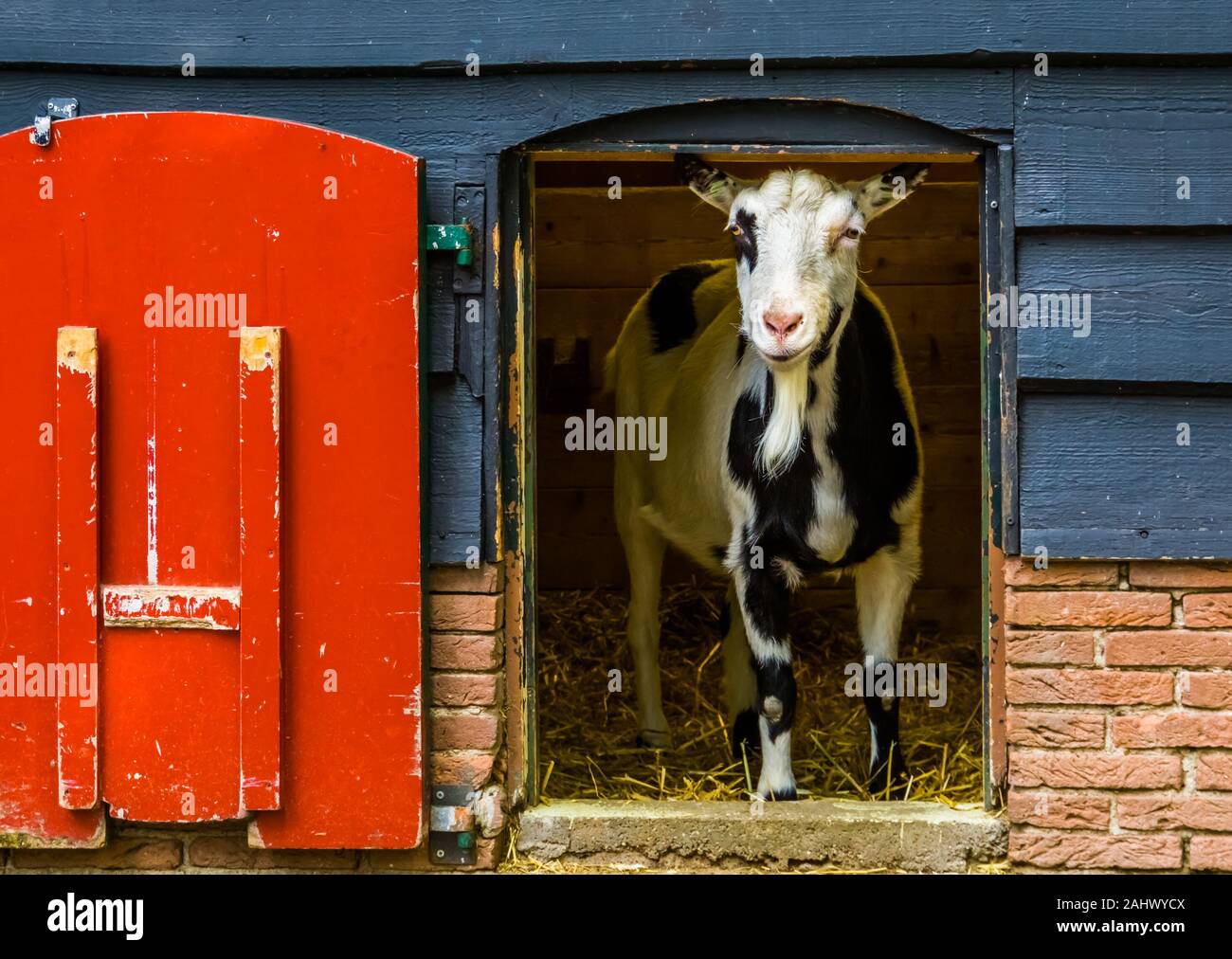 domestic black and white goat standing in the door opening, popular