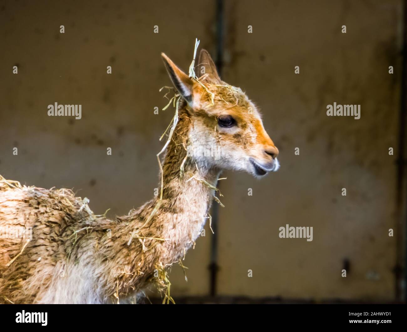 the face of a vinua in closeup, mountain animal from the Andes of Peru ...