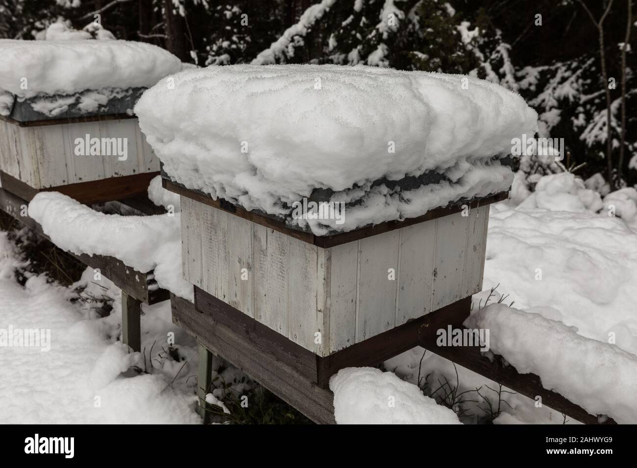 Bee covered in mites hi-res stock photography and images - Alamy