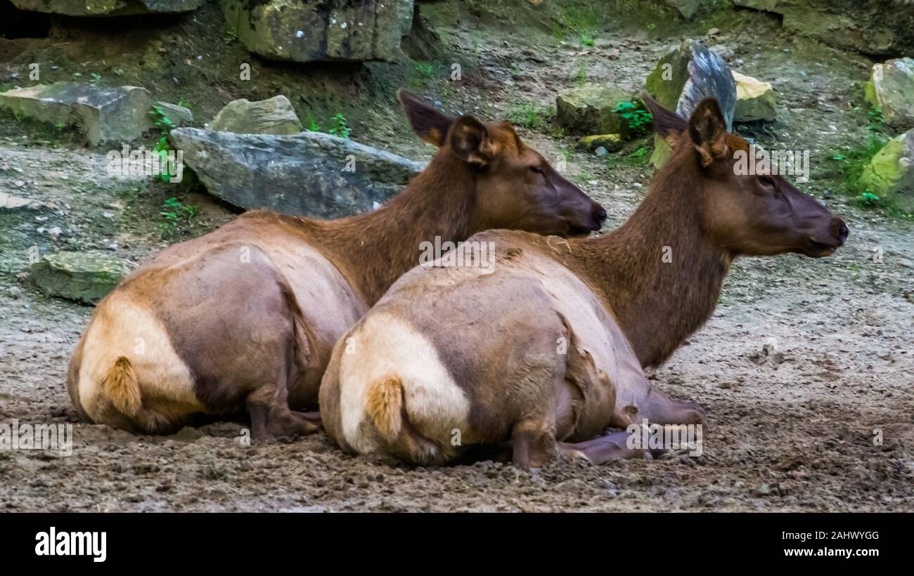 female wapiti couple sitting together on the ground, tropical deer specie from America Stock Photo