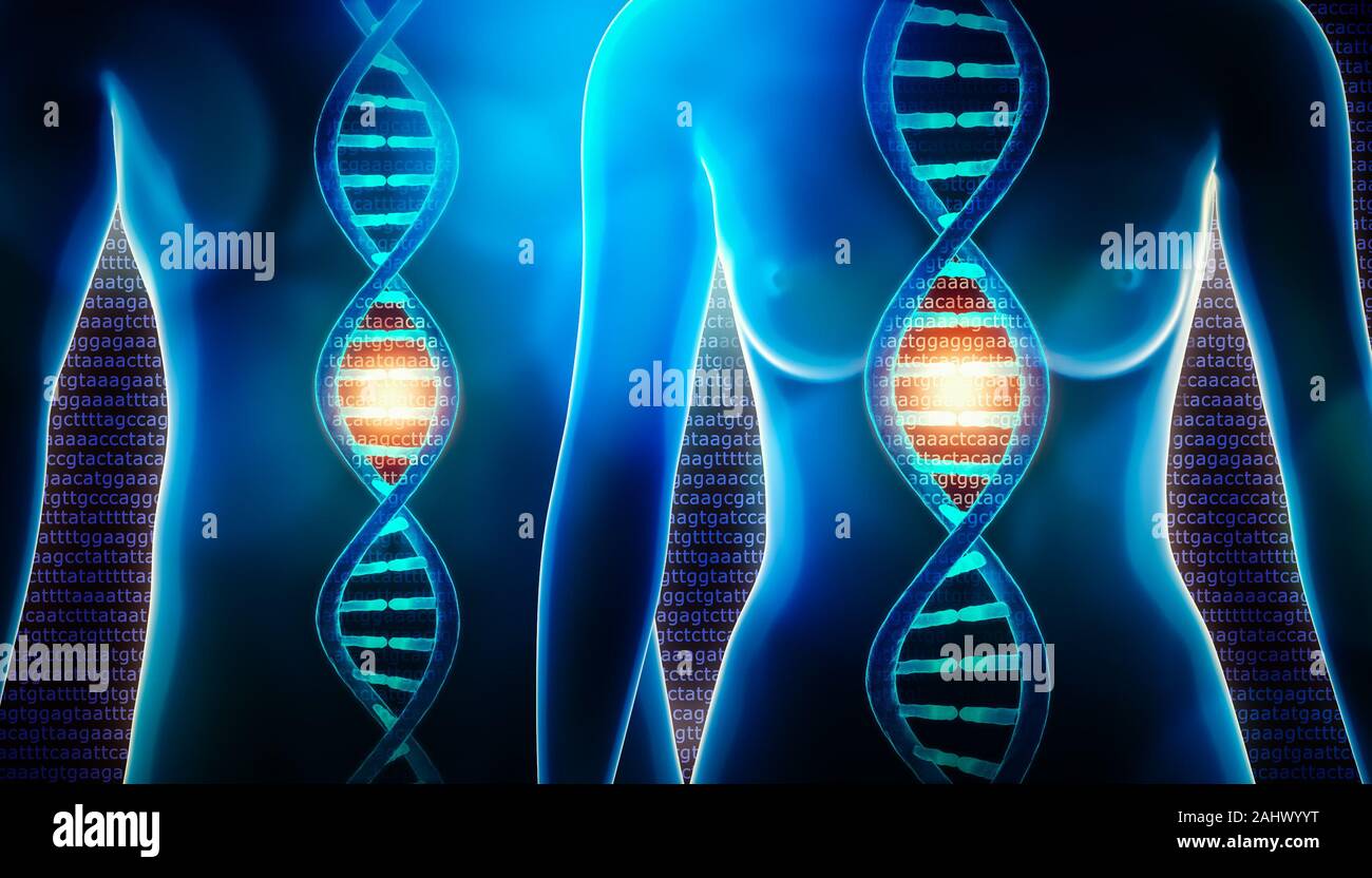 Human dna strands double helix and female and male body 3d rendering illustration. Science, medicine, physiology, genetics, genome, sequencing, biolog Stock Photo