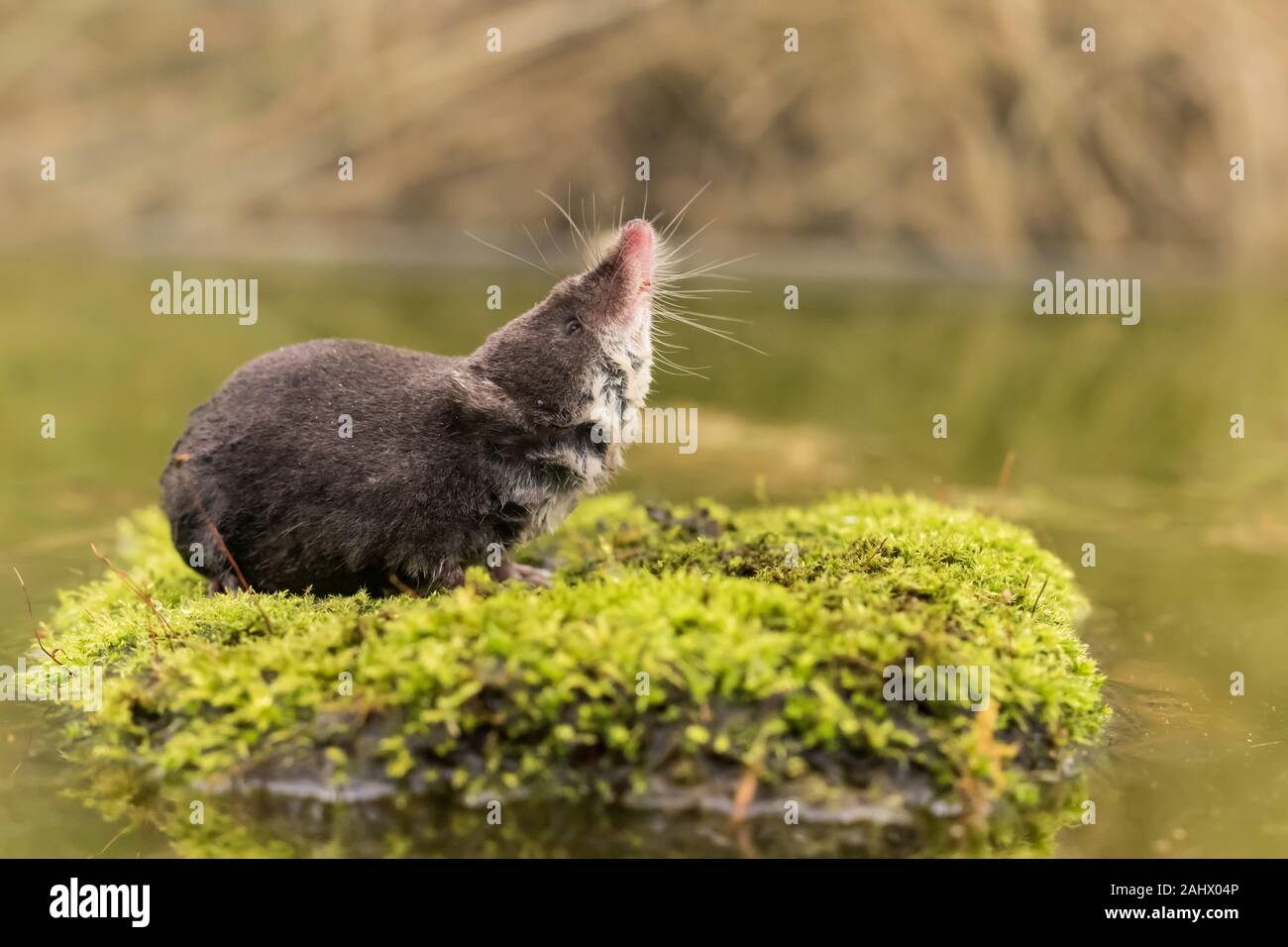 Water Shrew on moss surrounded by water Stock Photo