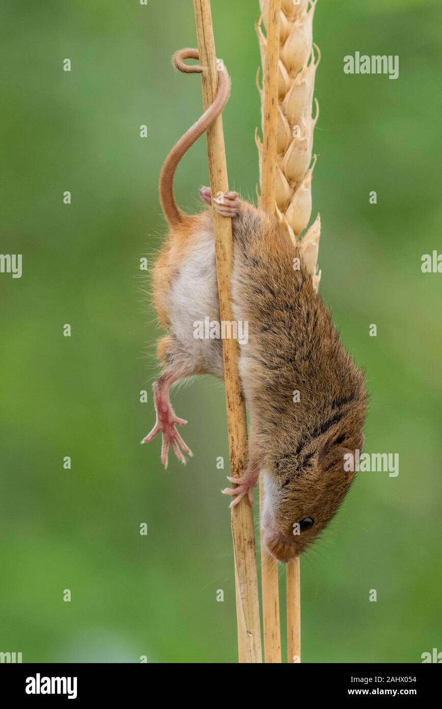 Harvest Mouse using  prehensile tail to hold onto corn Stock Photo