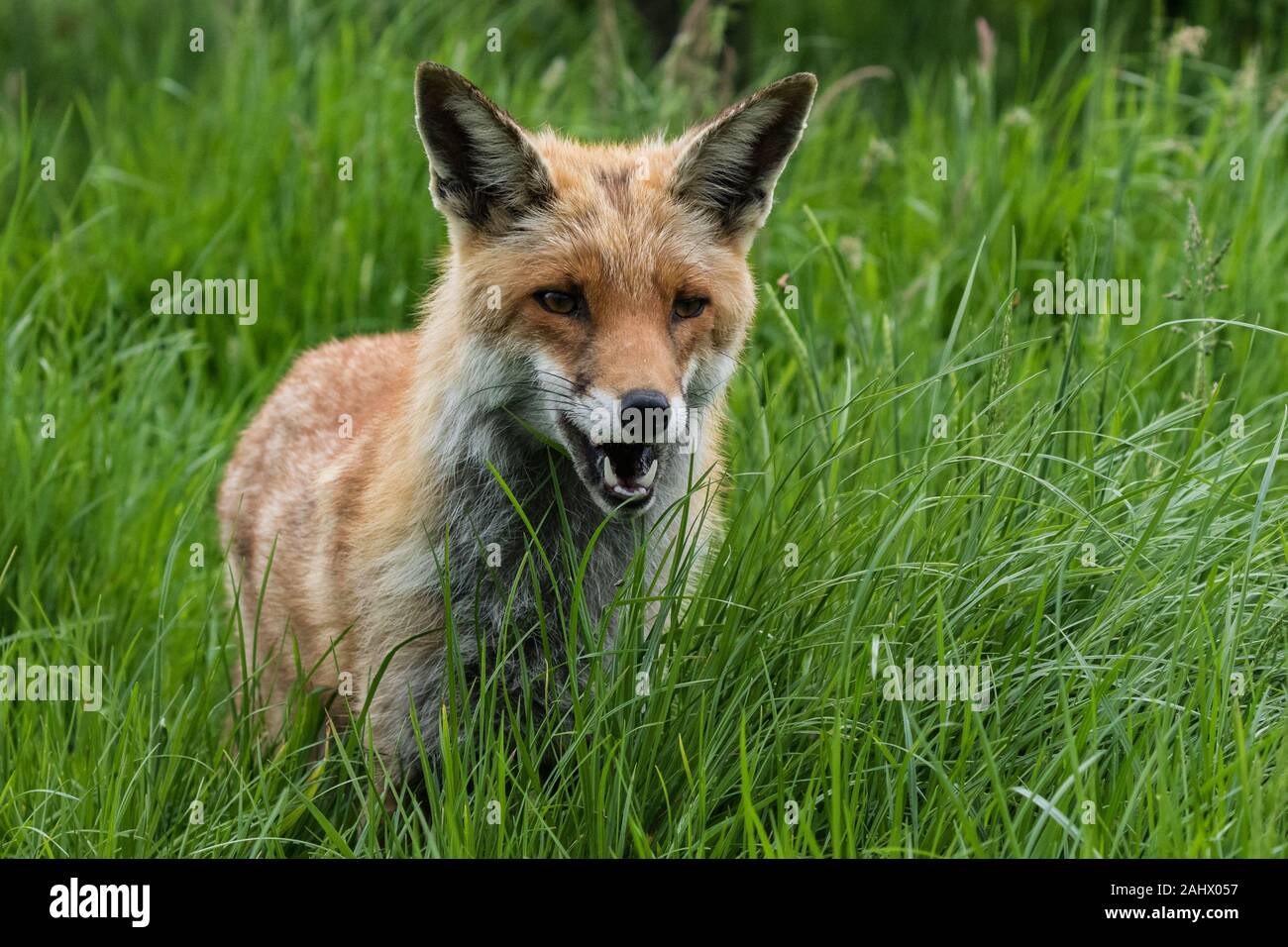 Low angle photograph of Red Fox in grass Stock Photo