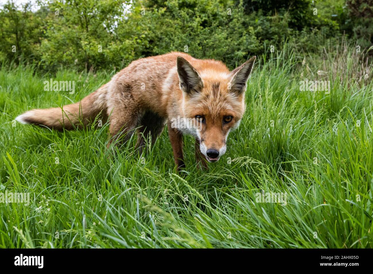 Low and wide angle view of red fox, devon Stock Photo