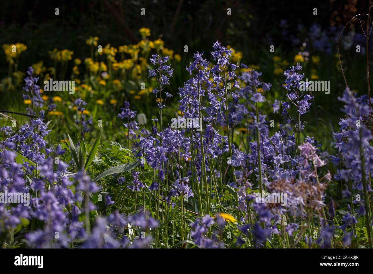 Mixed hybrid Spanish Bluebells, hybrids etc in wildlife garden. Dorset. Stock Photo