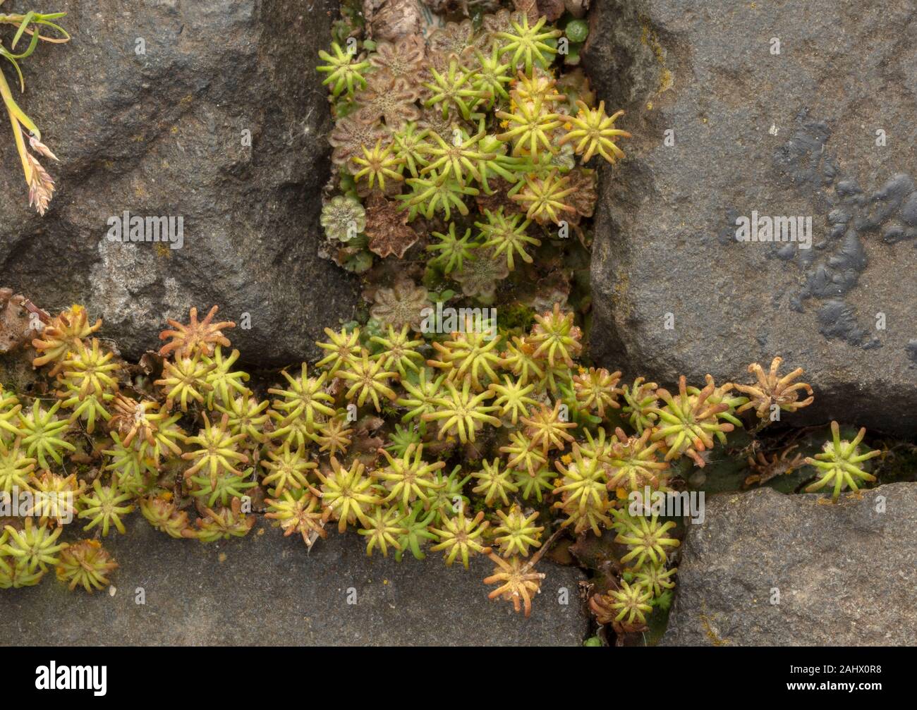 Common liverwort or Umbrella liverwort, Marchantia polymorpha, with female archegoniophores growing between paving stones. Dorset. Stock Photo