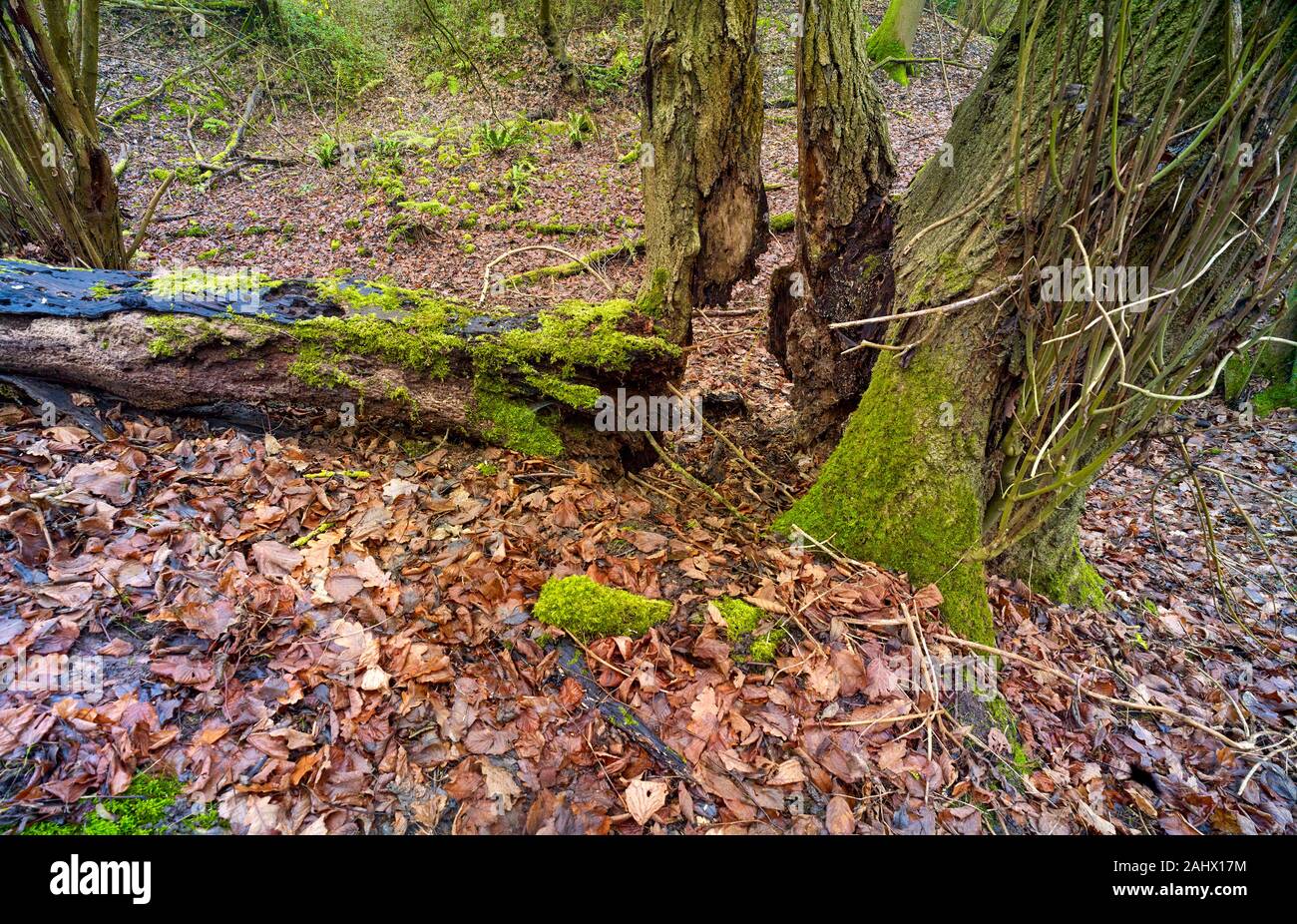 Tree Planting Random Pattern Natures random pattern illustrated by tangled roots and tree trunks ...