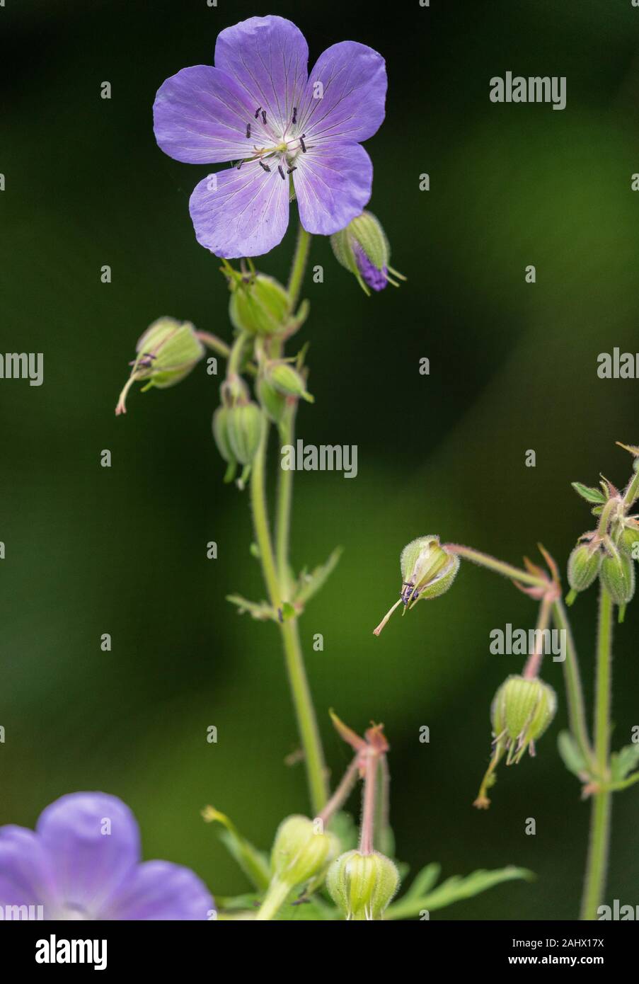 Meadow Cranesbill, Geranium pratense in flower in meadow. Gloucs. Stock Photo