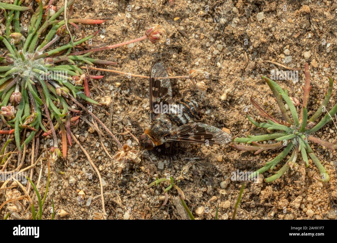 Mottled Bee-fly, Thyridanthrax fenestratus, on dry sandy heathland, Purbeck, Dorset. Its larvae parasitise the digger wasp, Ammophila pubescens. UK BA Stock Photo