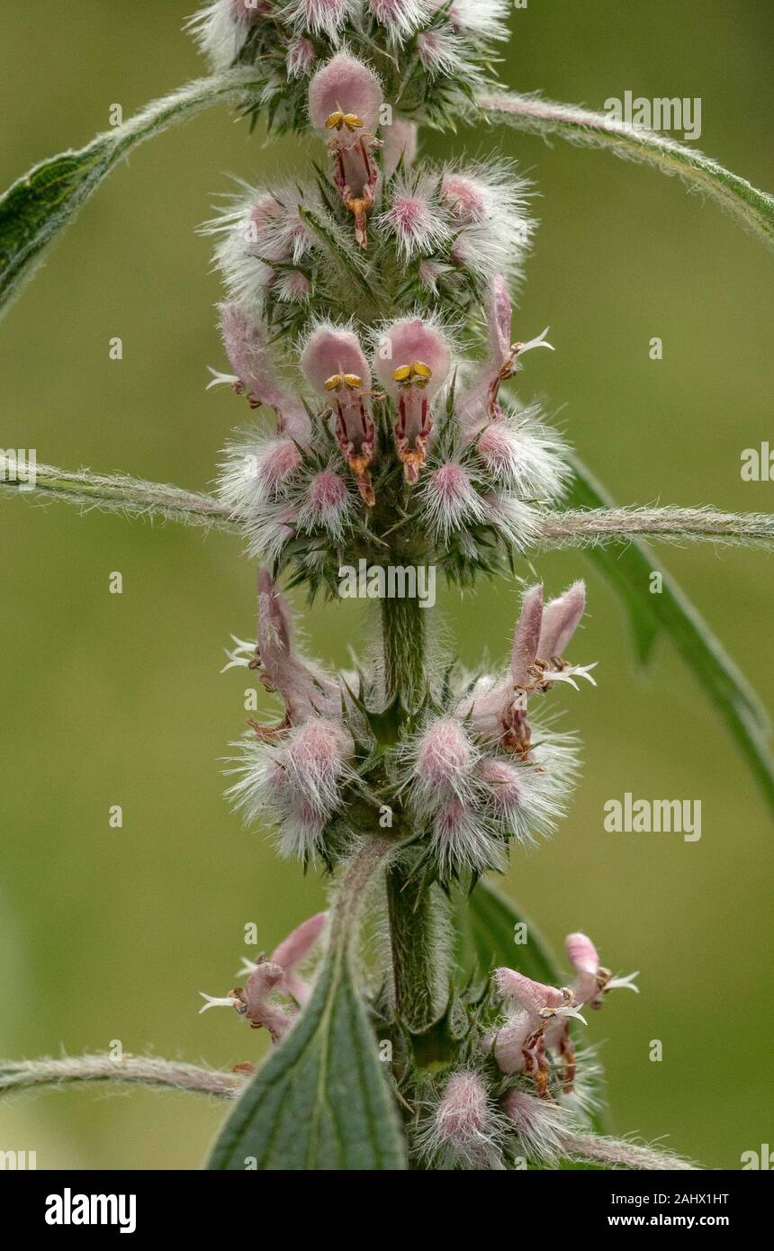 Motherwort, Leonurus cardiaca in flower in summer. Stock Photo