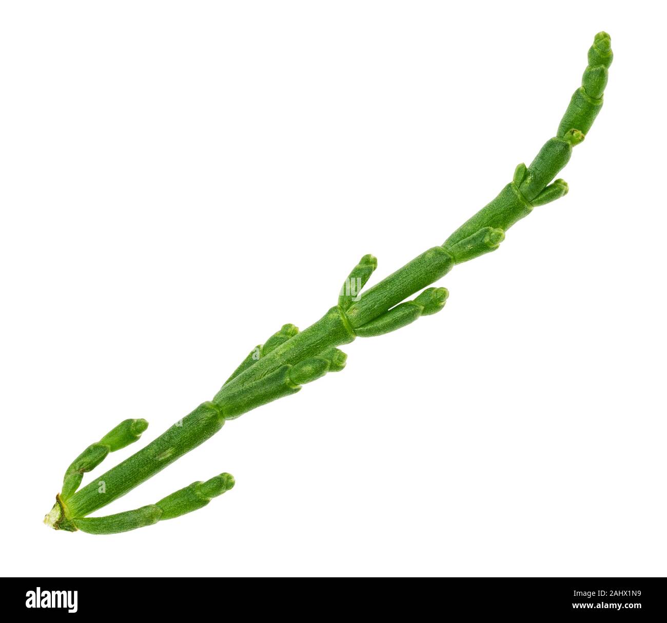 fresh twig of Salicornia (glasswort) plant cutout on white background Stock Photo