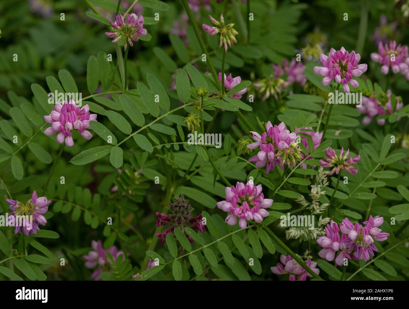 Crown vetch, Securigera varia, in flower. Stock Photo